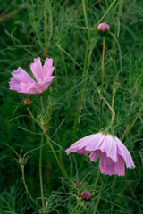 Two cosmos flowers open among feathery foliage. Pink petals face different directions while round buds rise on slender stems in soft light. © Alisa