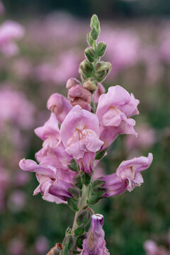 Pink snapdragon flowers grow along an upright stem. Layered blossoms and green buds stand against a blurred bed of similar flowers in soft light.