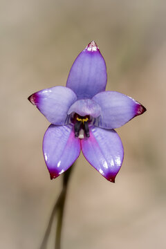 A close view of a Blue Lily wildflower in Bunbury bushland, showing violet‑blue petals with darker tips, fine floral detail and a soft background suitable for nature, botany, ecology and conservation 