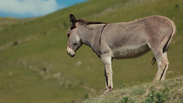 The donkey stands at the edge of the cliff and looks down. Domestic donkey lat. Equus asinus, gray-beige color. Donkey stands in front of a cliff in the mountains, in slow motion 120fps video..