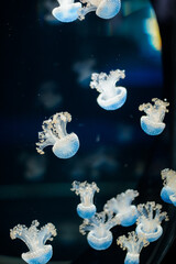Group of beautiful glowing blue spotted jellyfish swimming in dark water of an aquarium with bokeh effect © Olha K