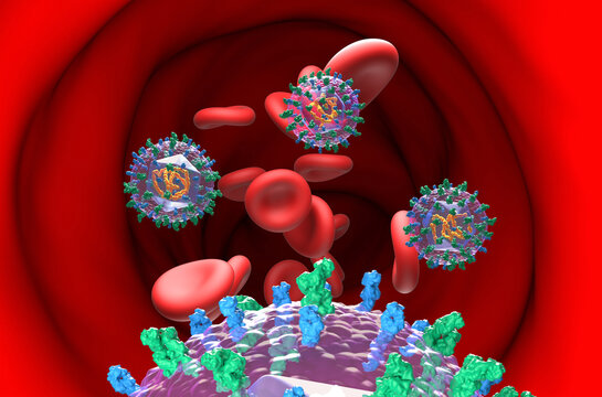 Hepatitis C virus (HCV) - section view 3d illustration