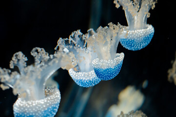 translucent spotted jellyfish moving underwater against a dark background © Olha K