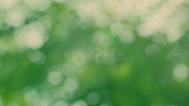Refreshing morning breeze swaying vibrant green leaves with glittering circular bokeh and shimmering light leak for revitalizing corporate presentation backdrop overlay