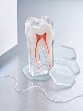 Tooth cross-section model with red root canals on glass tiles beside floss