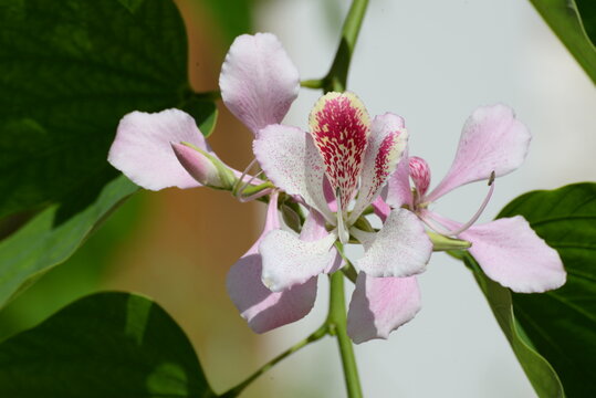 Orchideenbaum