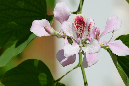 Orchideenbaum