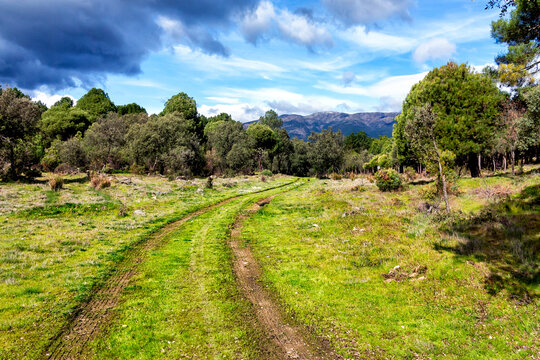 Camino en la dehesa