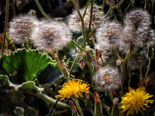 Vilanos en primavera © ABUELO RAMIRO