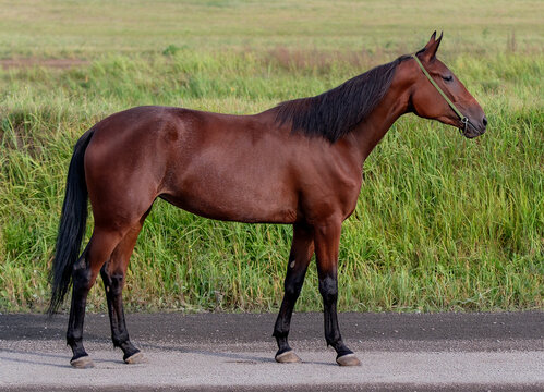 Horse. A thoroughbred horse of the Oryol Trotter breed. Harness racing. Trotting horse race. Side view. In full growth. Professional photography