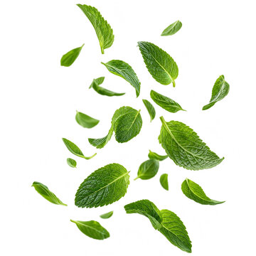 Fresh mint leaves falling isolated on transparent background for herbal tea cooking and freshness