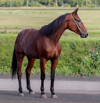 Horse. A thoroughbred horse of the Oryol Trotter breed. Harness racing. Trotting horse race. Side view. In full growth. Professional photography