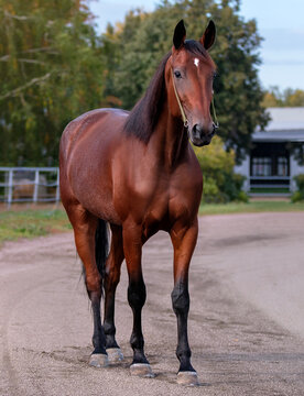 Horse. A thoroughbred horse of the Oryol Trotter breed. Harness racing. Trotting horse race. Side view. In full growth. Professional photography