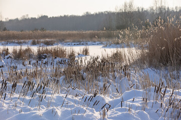 Fototapeta premium Snow-covered cattails and dry reeds fill a frozen marsh bathed in soft morning sunlight, creating a tranquil winter landscape of frost, muted colors and quiet rural wetlands