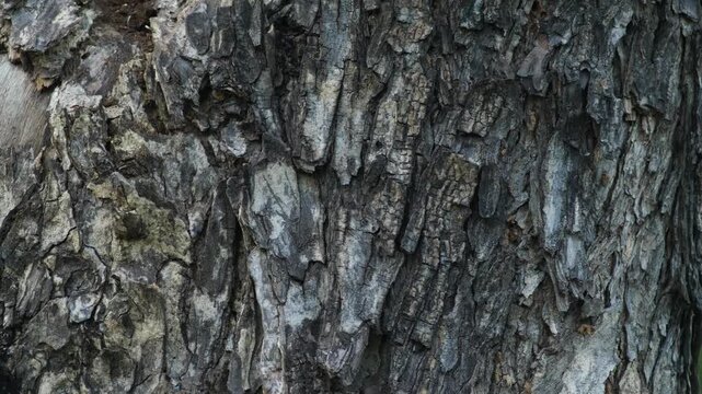 Weathered Tree Bark Texture with Cracked Rust-Colored Patina Detail