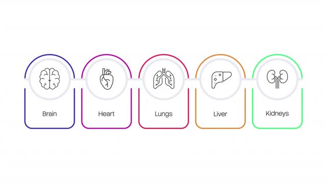 Vital human anatomy animated infographic with line icons. Essential body systems. Major internal organs. Somatic functions. Clean flat motion graphic 5 step layout with outline elements animation