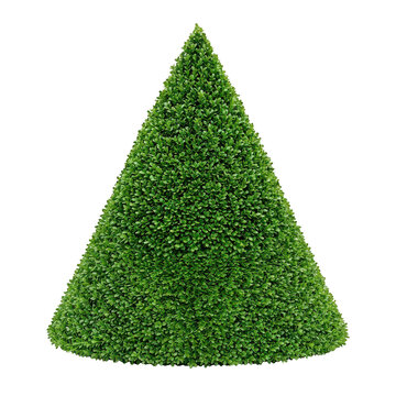 Topiary shaped like a christmas tree isolated on transparent background
