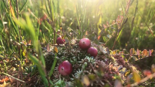 Close up of ripe red cranberries on moss in a swamp. Camera moving circularly around wild cranberries on a mossy bump at sunset.