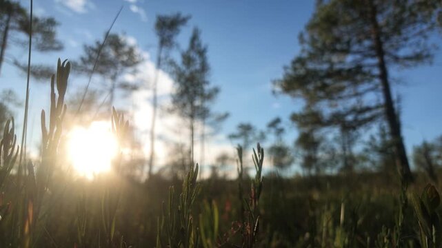 Fresh cranberries growing on a mossy bog hummock in autumn forest. Macro tilt down from pine trees and wild rosemary to cranberries in sunset light.