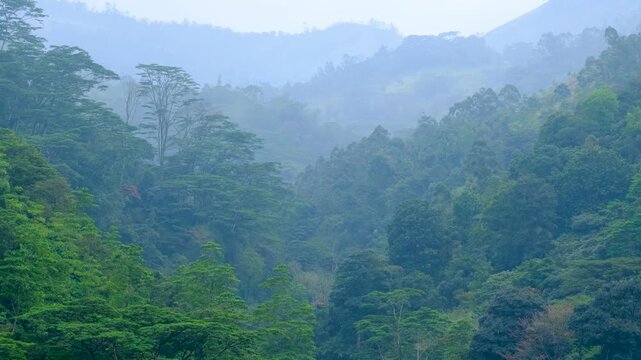 Scenic view of forest trees in clouds in tea plantation region of Haputale, Badulla District, highlands, Sri Lanka