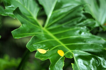 Lush Green Philodendron Leaf With Fallen Yellow Petals © Parichart