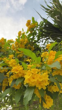 Low angle video of bright yellow Tecoma stans flowers gently swaying in the breeze under the cloudy sky as small bees fly around to collect nectar. This footage was filmed in Vietnam.