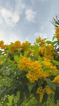 Low angle video of bright yellow Tecoma stans flowers gently swaying in the breeze under the cloudy sky as small bees fly around to collect nectar. This footage was filmed in Vietnam.