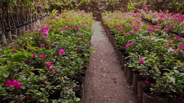 Panning through rows of flowering nursery plants with bright pink blooms and lush green leaves growing in individual pots along a narrow soil path outdoors during the day