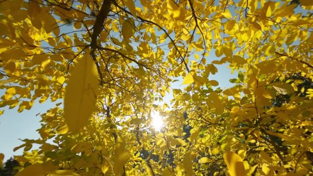 Golden autumn leaves falling from a tree in warm sunlight, captured in super slow motion with gentle camera movement, creating a cinematic seasonal nature background footage for film.