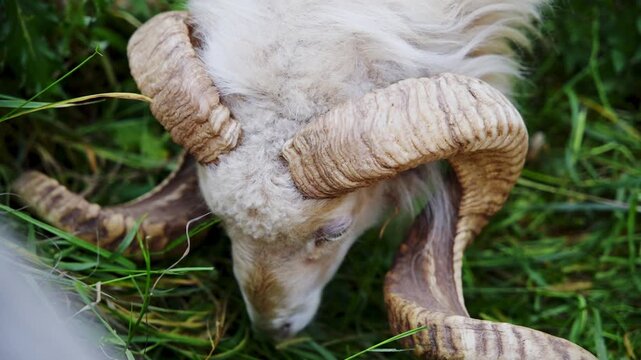 Close up shot of a white ram with long spiral horns grazing on green grass.
