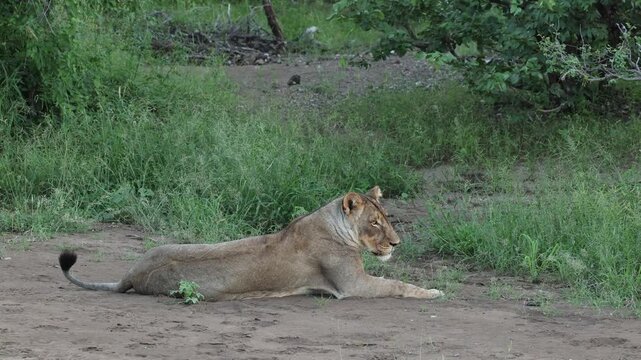 A lioness lying in the riverbed scanning her surroundings, Mashatu Game Reserve, Botswana.
