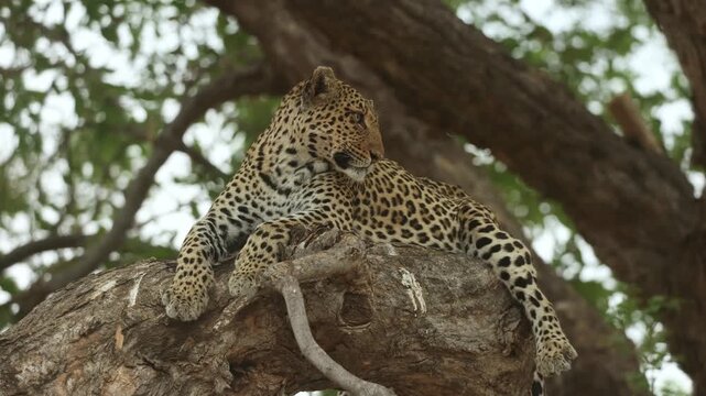 A female leopard lies peacefully on a huge branch scanning her surroundings as the tree sways gently in the wind in Mashatu Game Reserve, Botswana.