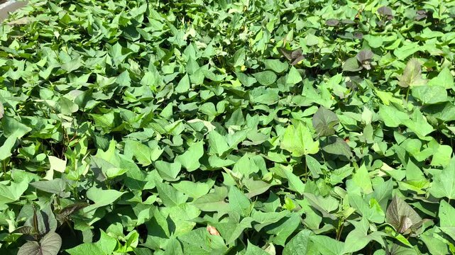 Sweet potato vines spread across raised soil ridges in a lush farm field. This nutrient-rich root crop produces delicious tubers underground. The healthy green foliage flourishes under natural dayligh