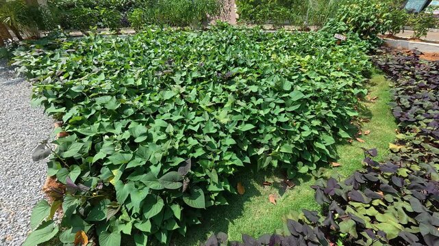 Sweet potato vines spread across raised soil ridges in a lush farm field. This nutrient-rich root crop produces delicious tubers underground. The healthy green foliage flourishes under natural dayligh