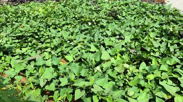 Sweet potato vines spread across raised soil ridges in a lush farm field. This nutrient-rich root crop produces delicious tubers underground. The healthy green foliage flourishes under natural dayligh