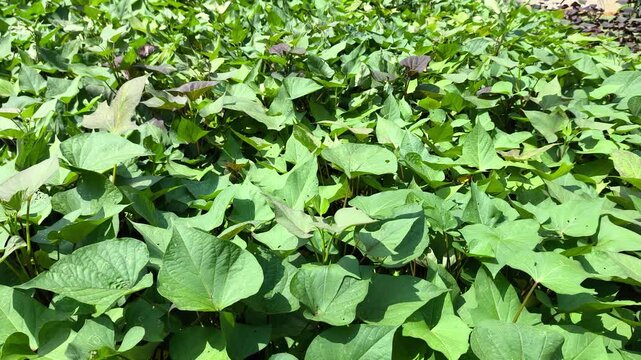 Sweet potato vines spread across raised soil ridges in a lush farm field. This nutrient-rich root crop produces delicious tubers underground. The healthy green foliage flourishes under natural dayligh