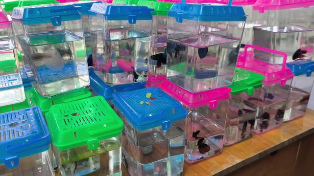 Colorful betta fish are displayed for sale in separate transparent containers. This prevents them from fighting with each other. Customers can easily view and choose their favorite vibrant fish.