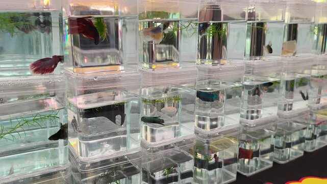 Colorful betta fish are displayed for sale in separate transparent containers. This prevents them from fighting with each other. Customers can easily view and choose their favorite vibrant fish.