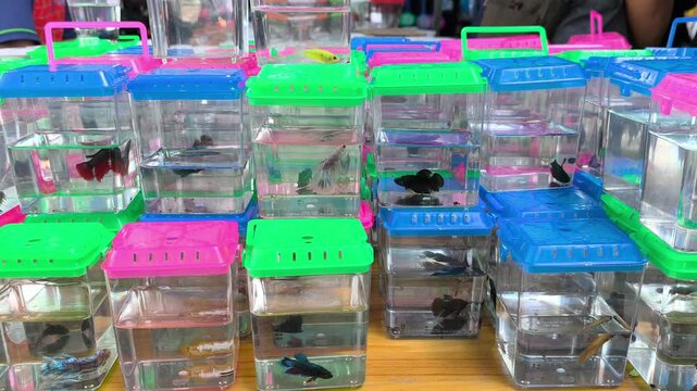 Colorful betta fish are displayed for sale in separate transparent containers. This prevents them from fighting with each other. Customers can easily view and choose their favorite vibrant fish.