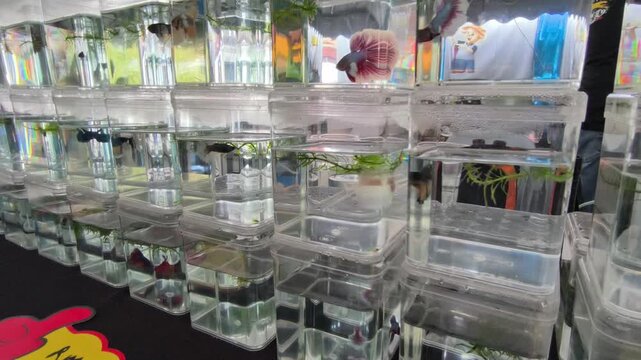 Colorful betta fish are displayed for sale in separate transparent containers. This prevents them from fighting with each other. Customers can easily view and choose their favorite vibrant fish.
