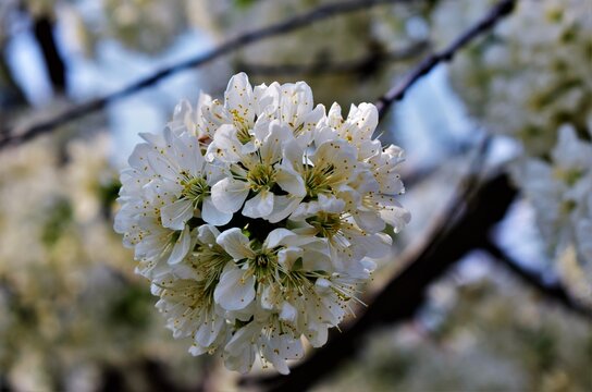cherry tree blossom