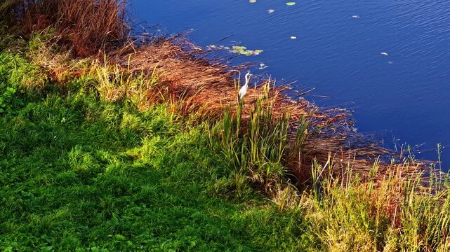 Aerial view of a white bird standing among reeds and grasses along the riverbank in Pakruojis, Siauliu apskritis, Lithuania.