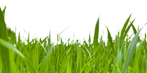Fototapeta premium Grass line composition isolated on white background forming natural border. Green blades arranged horizontally creating edge design element. Botanical concept for decoration, banner,