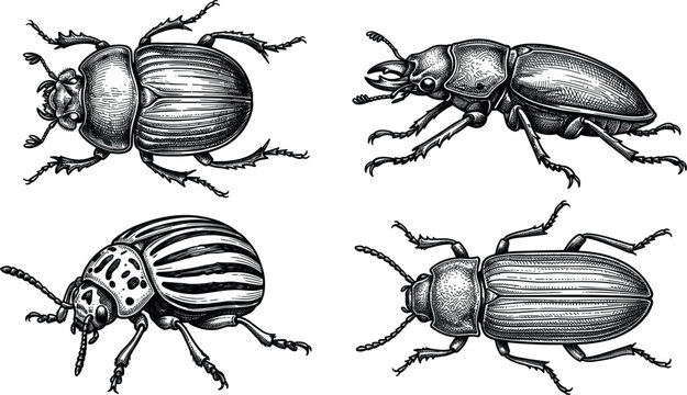 Vintage style vector engraving of various detailed beetle species collection isolated on white background for entomology and nature biology design concepts