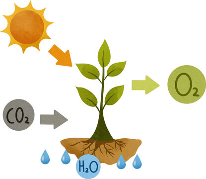 Diagram illustrating the process of photosynthesis in a plant showing sunlight CO2 and water input and O2 output