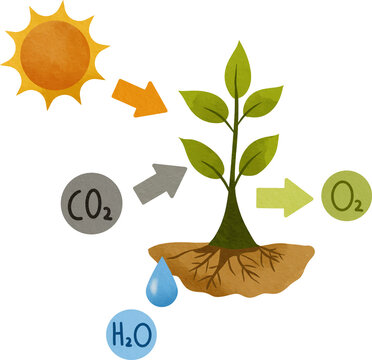 Diagram illustrating photosynthesis process with sun CO2 H2O inputs and O2 output showing a plant with roots absorbing water and leaves taking in carbon dioxide.