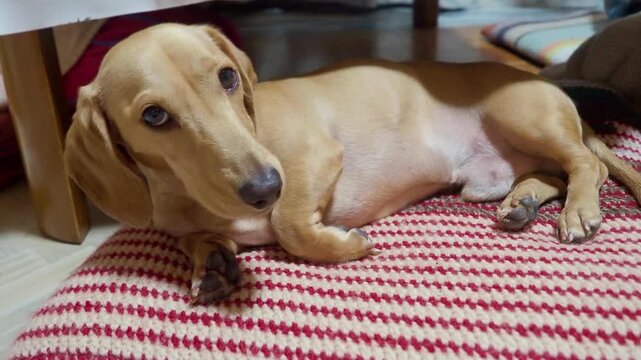 Golden Short-Haired Miniature Dachshund Relaxing on a Japanese Cushion, Licking Its Nose