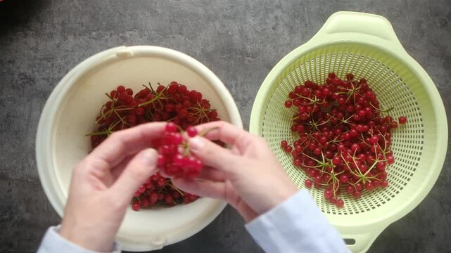 Top down view of female hands sorting fresh, ripe viburnum berries from a colander into a bowl, preparing the fruit for cooking or eating, healthy lifestyle. 