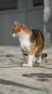 Small calico cat walking forward on outdoor stone pavement during daylight. Vertical Video