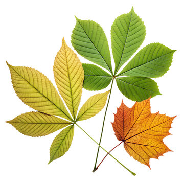 Three colorful autumn leaves including chestnut and maple isolated on white background isolated on transparent background